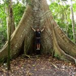 Amazon - Giant Tree