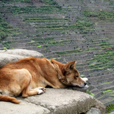 Dog sleeping in Batad Rice Terraces