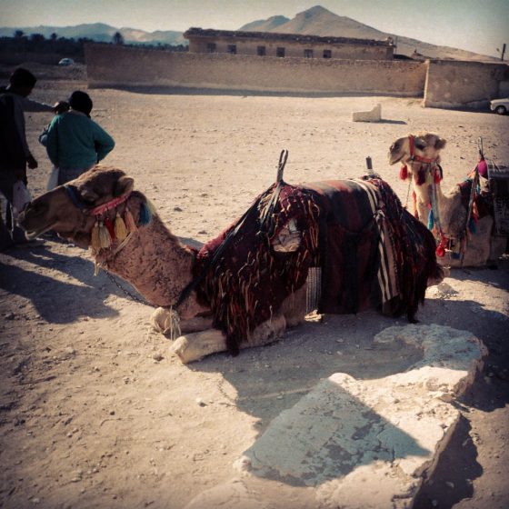 Camels resting in Palmyra