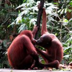 Sepilok Orangutan Rehabilitation Centre