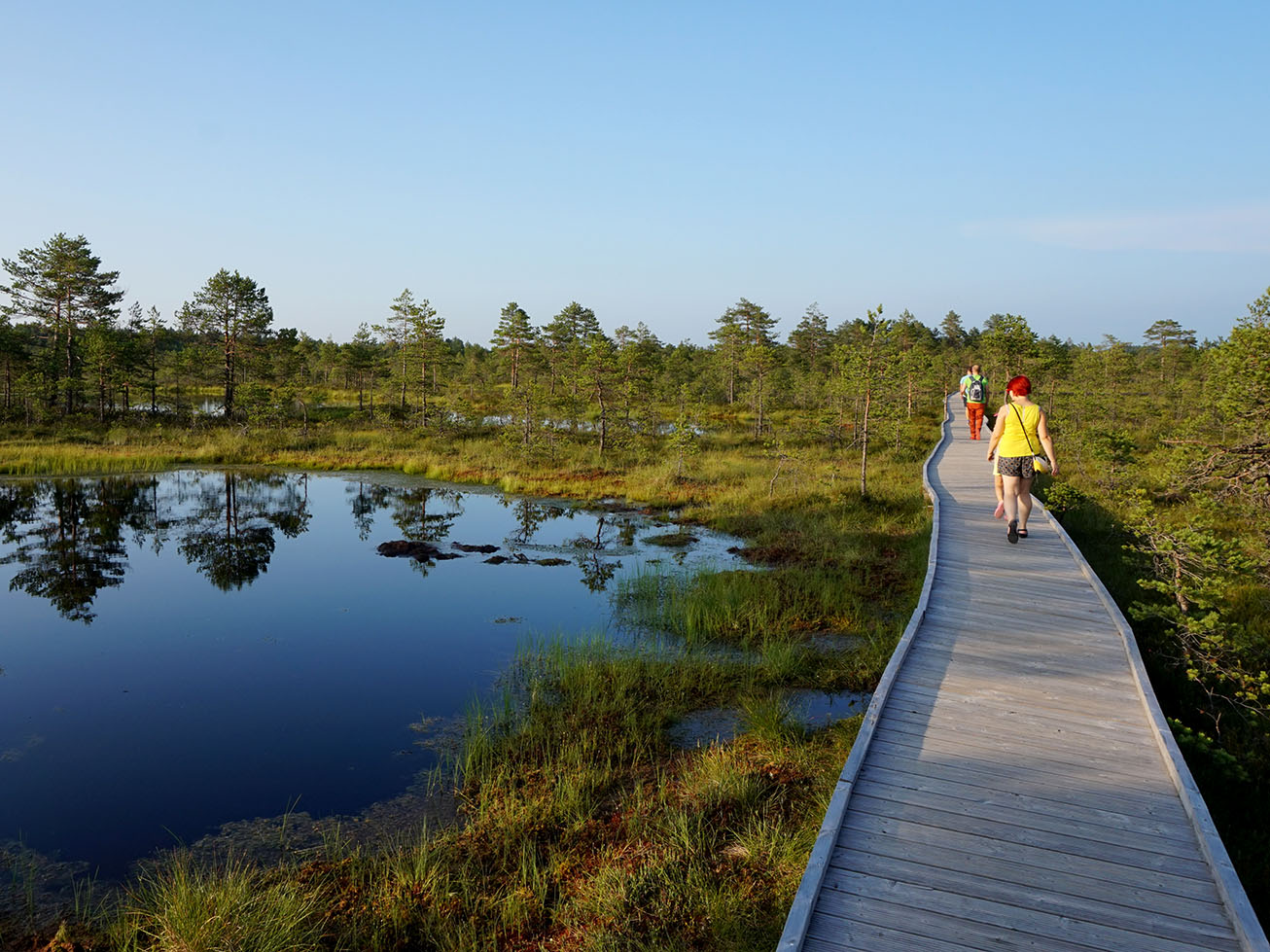 Viru Bog