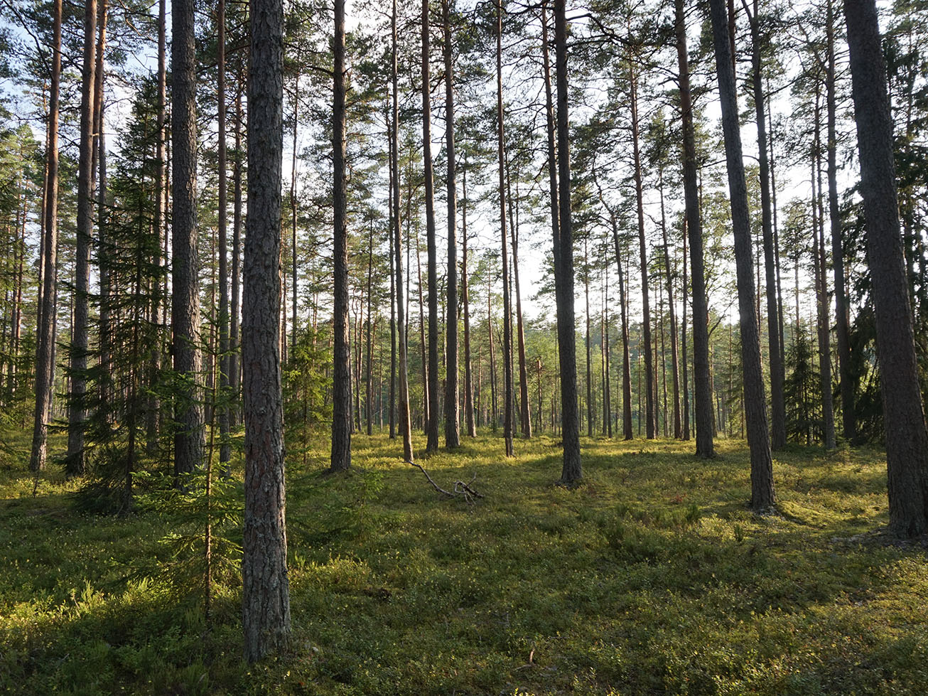 Lahemaa Forest