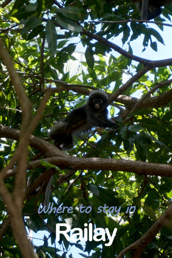 Monkeys in Railay