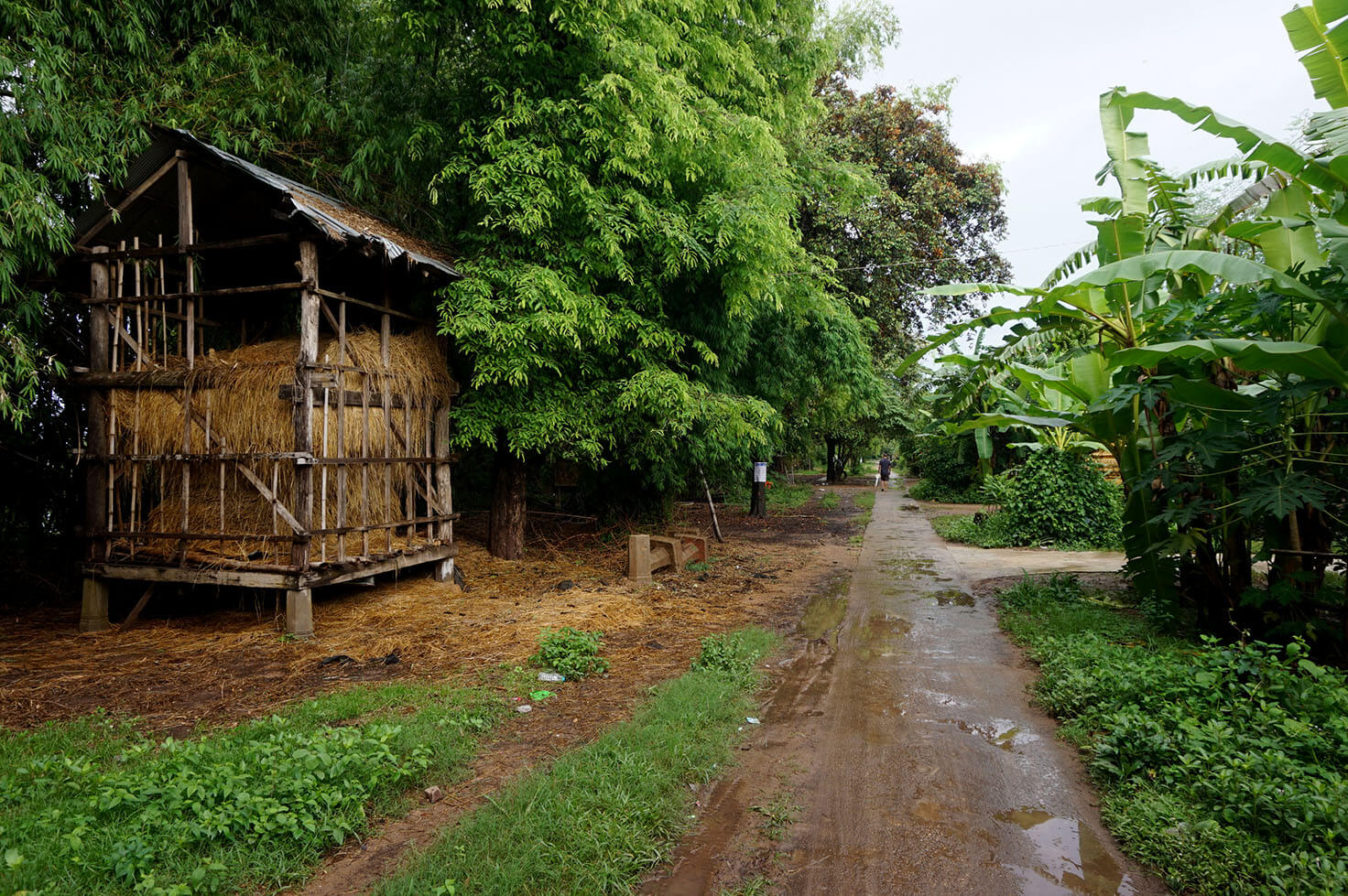 Koh Trong