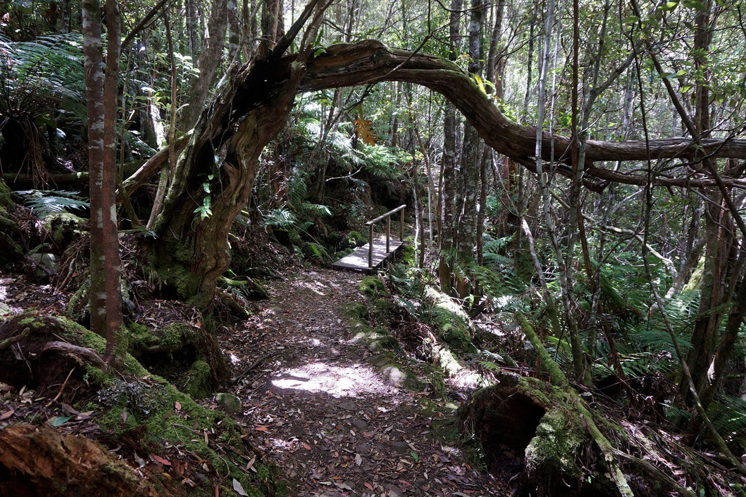 Octopus Tree near Hobart