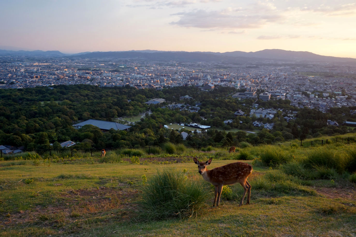 Hill above Nara
