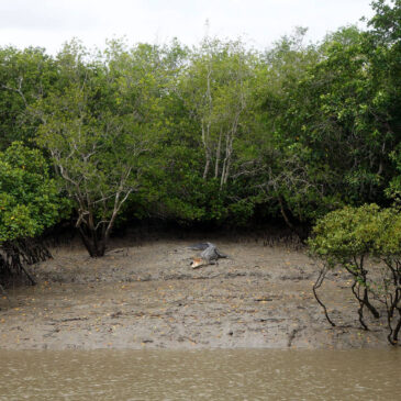 Sundarban National Park