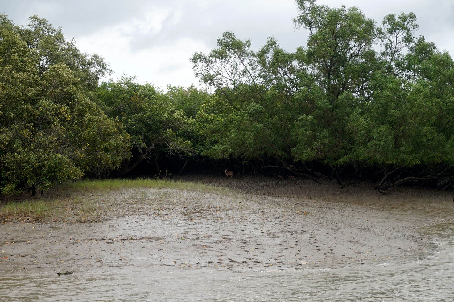 Deer in Sundarban