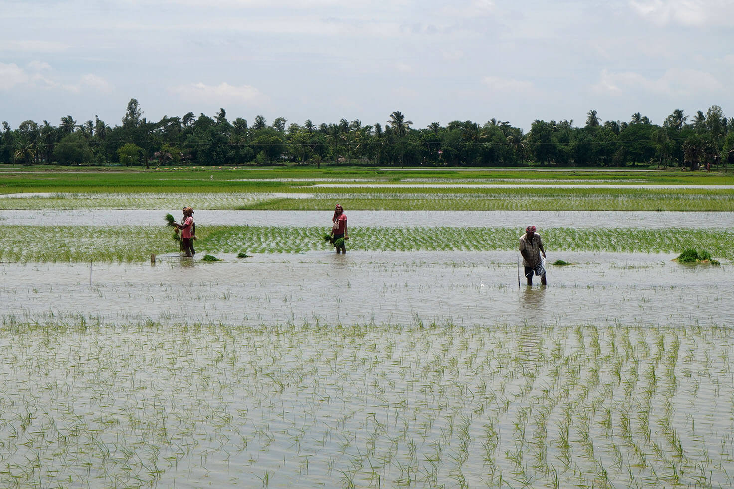 Locals harvesting rice