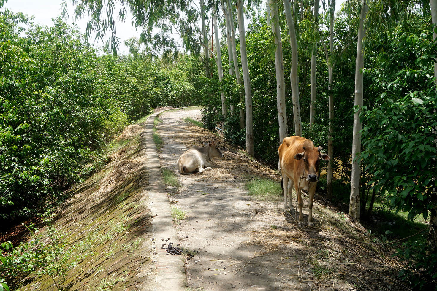 Cows near Sundarban