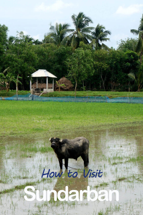 Sundarban National Park 