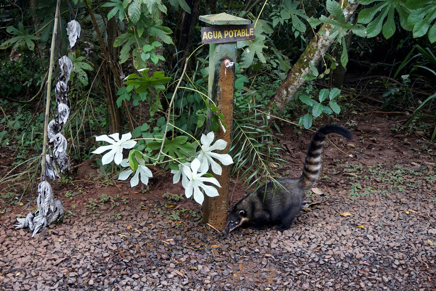 Cute coati near the falls